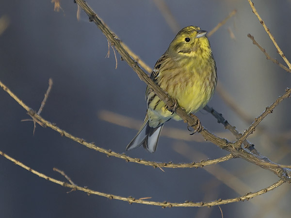 Keltasirkku, Yellowhammer, Emberiza citrinella